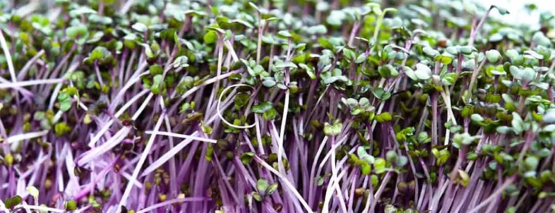 microgreens-rust