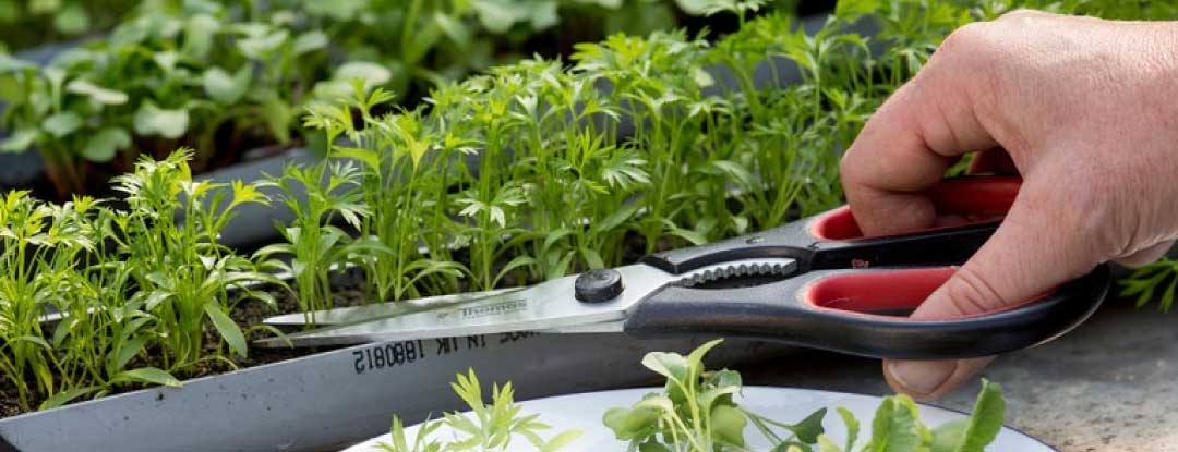microgreens-sklizen