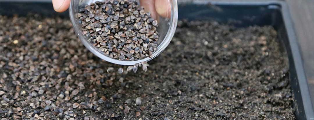 microgreens-zasevani