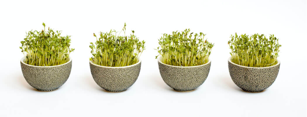 Microgreens v květináči bez plastu