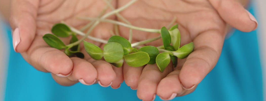 Microgreens v rukách