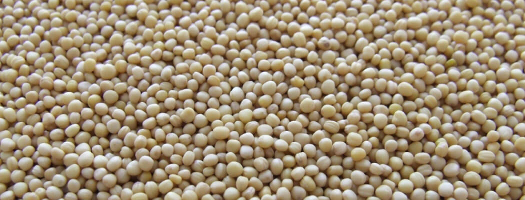 Semínka microgreens s malou stopou CO2