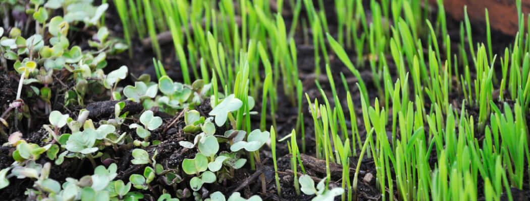 Snadno rostoucí microgreens