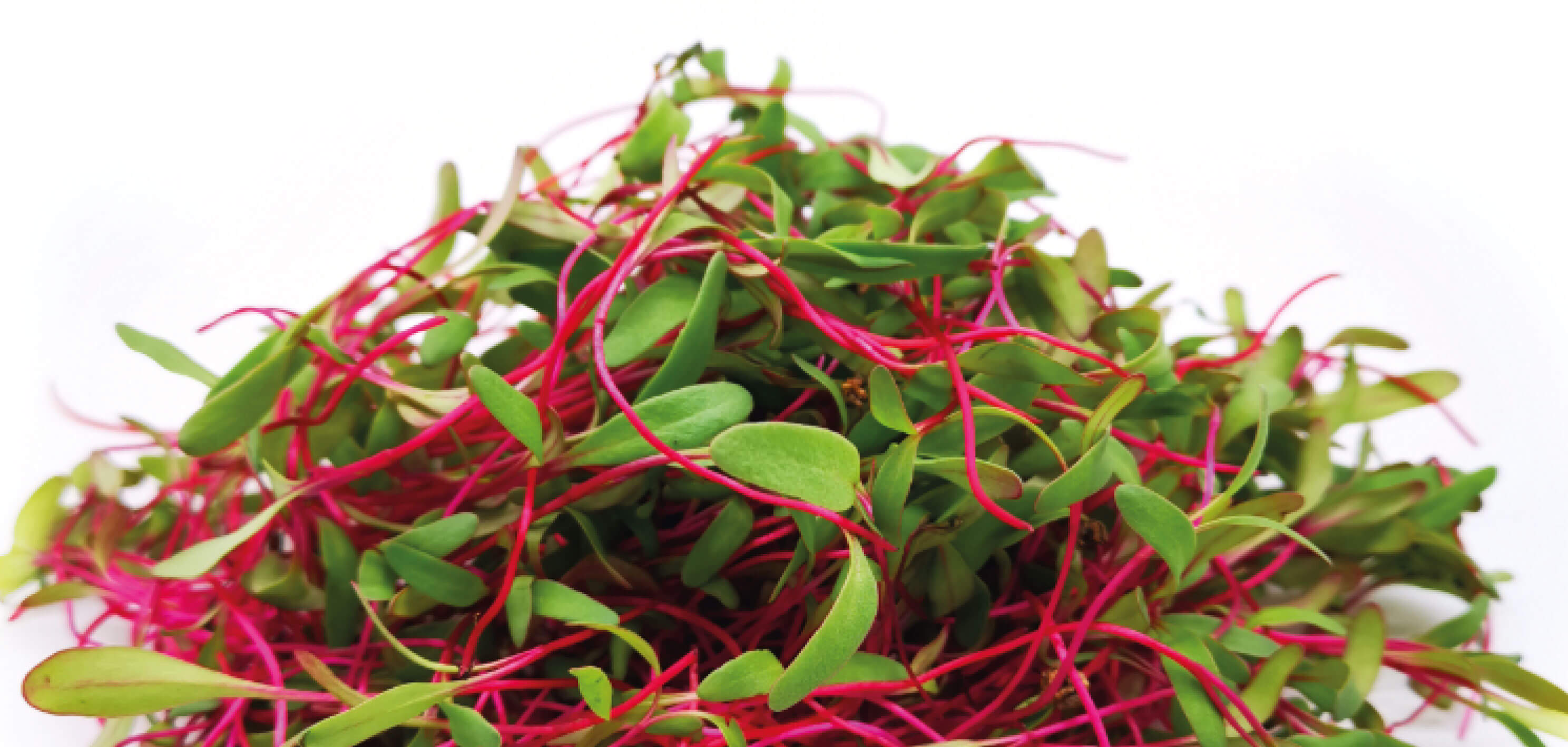 repa-microgreens-c