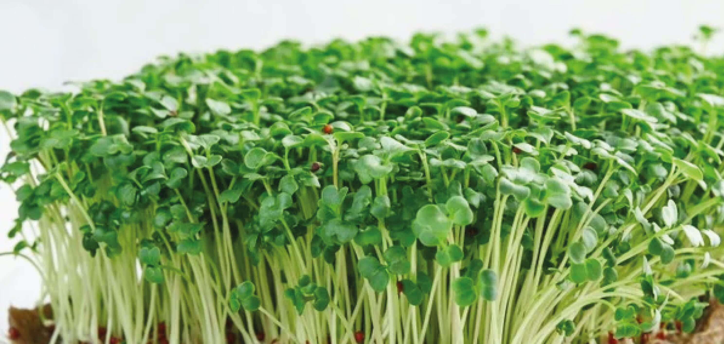 brokolice-microgreens-c