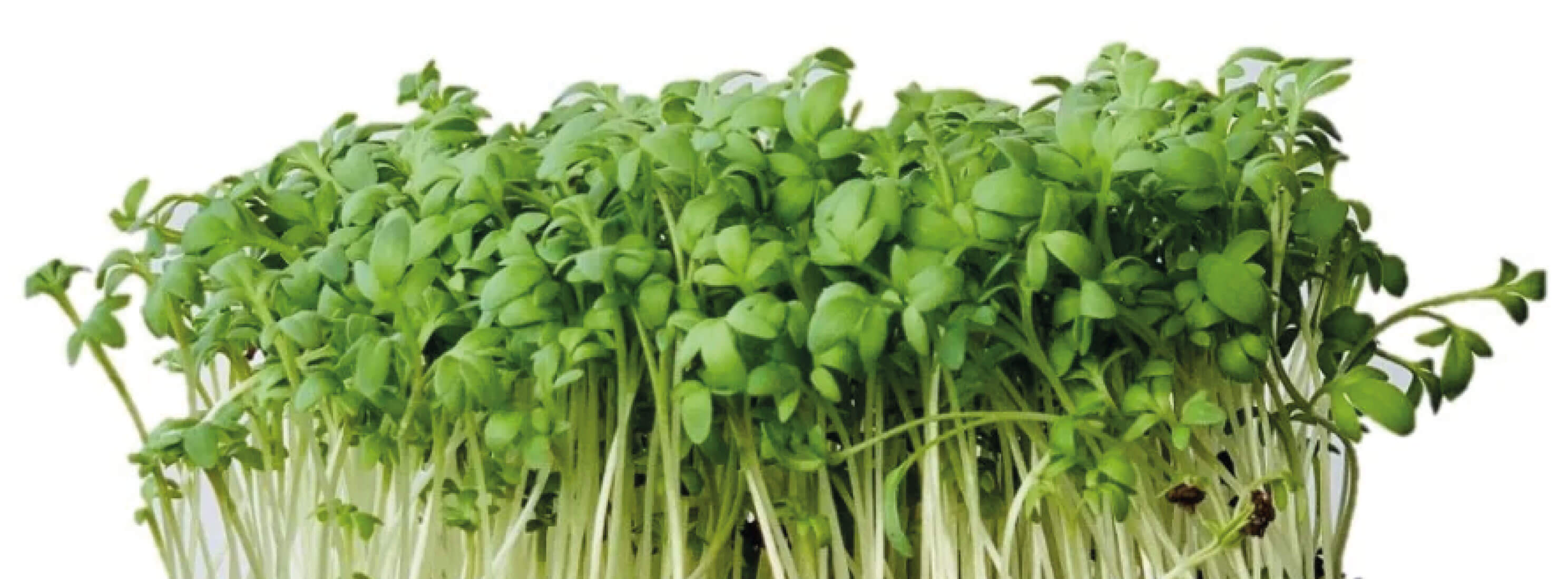 rericha-microgreens-c