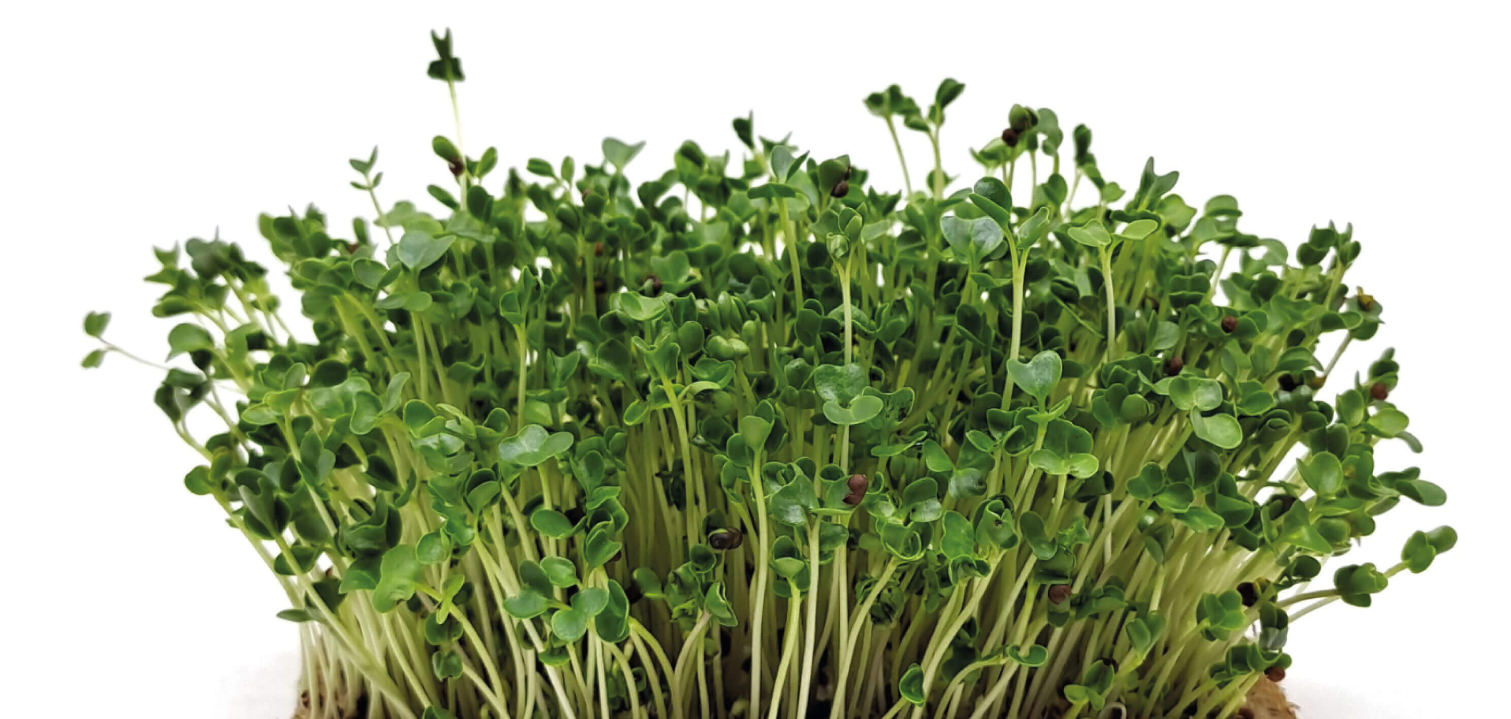 kapusta-microgreens-c