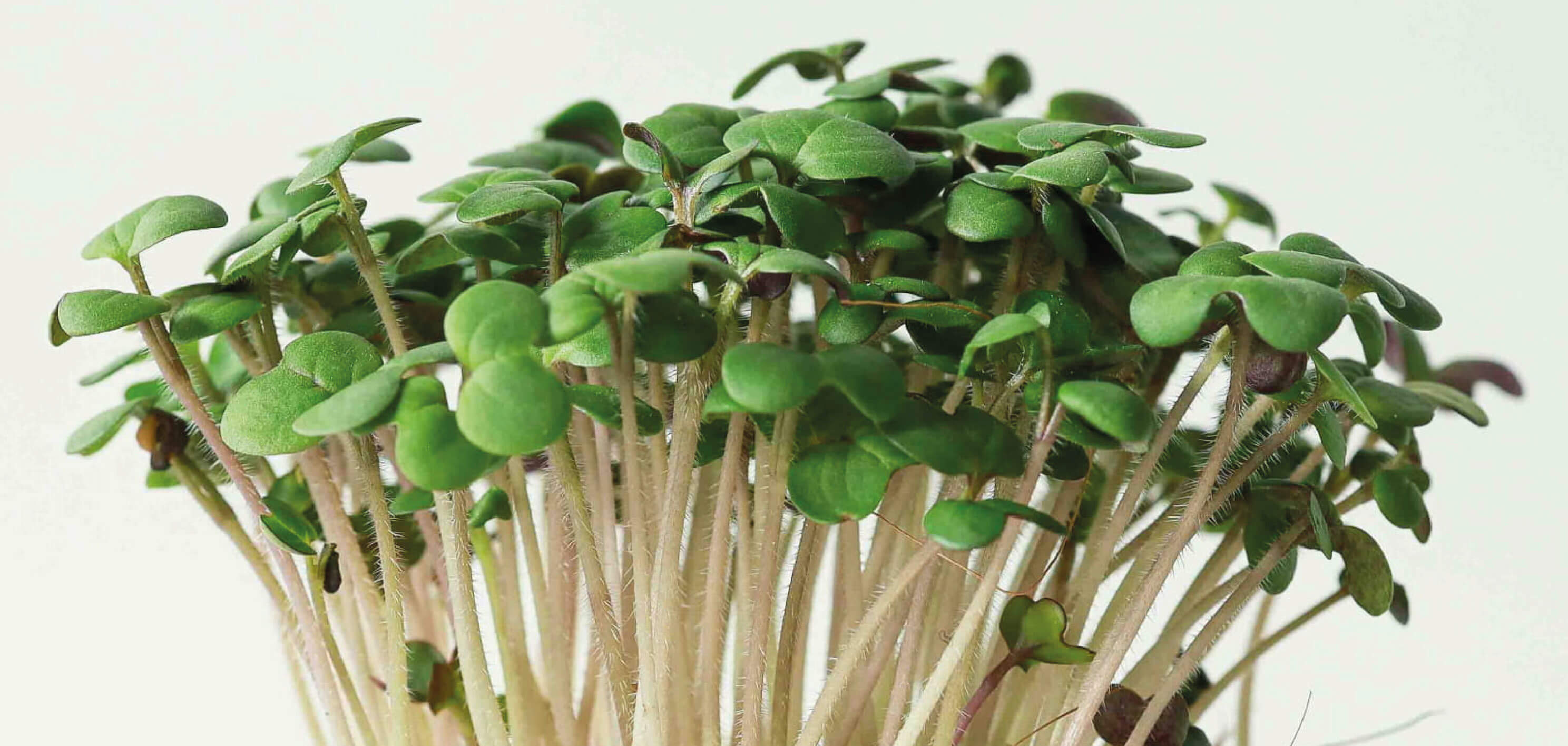 horcice-microgreens-c
