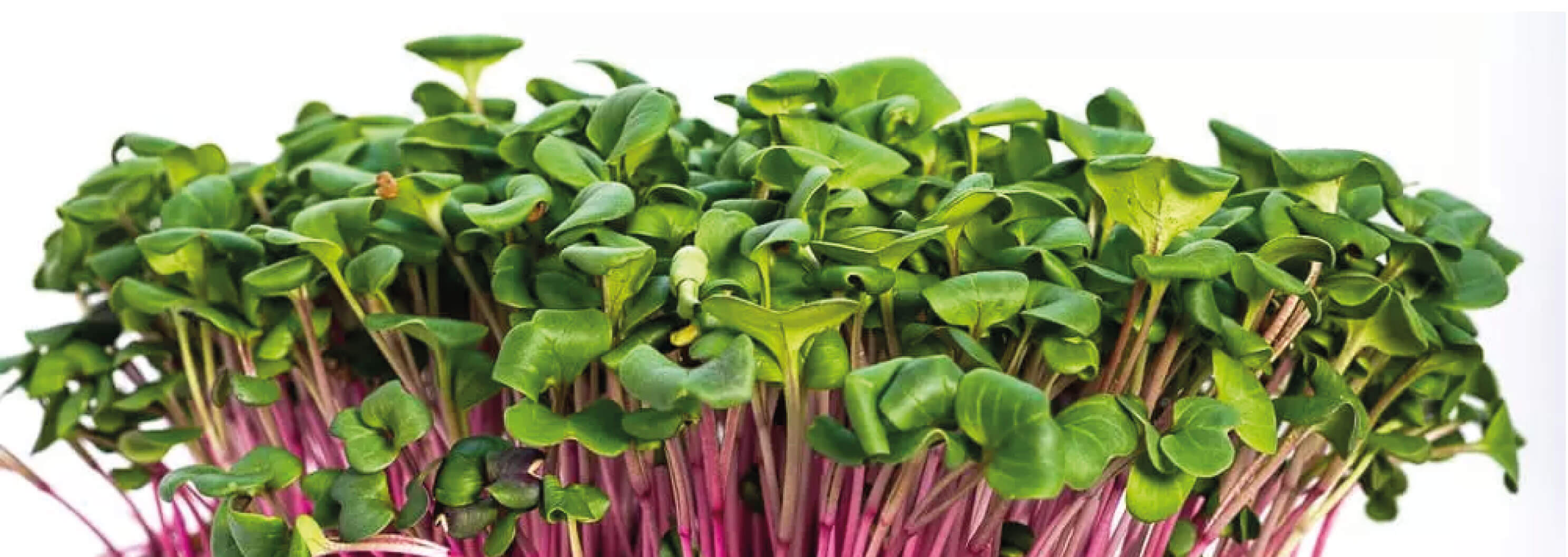 redkvicky-microgreens-c