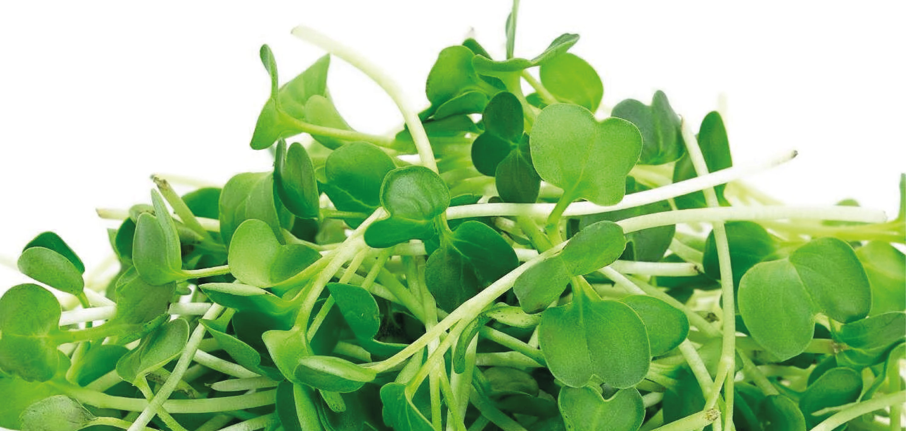 rukola-microgreens