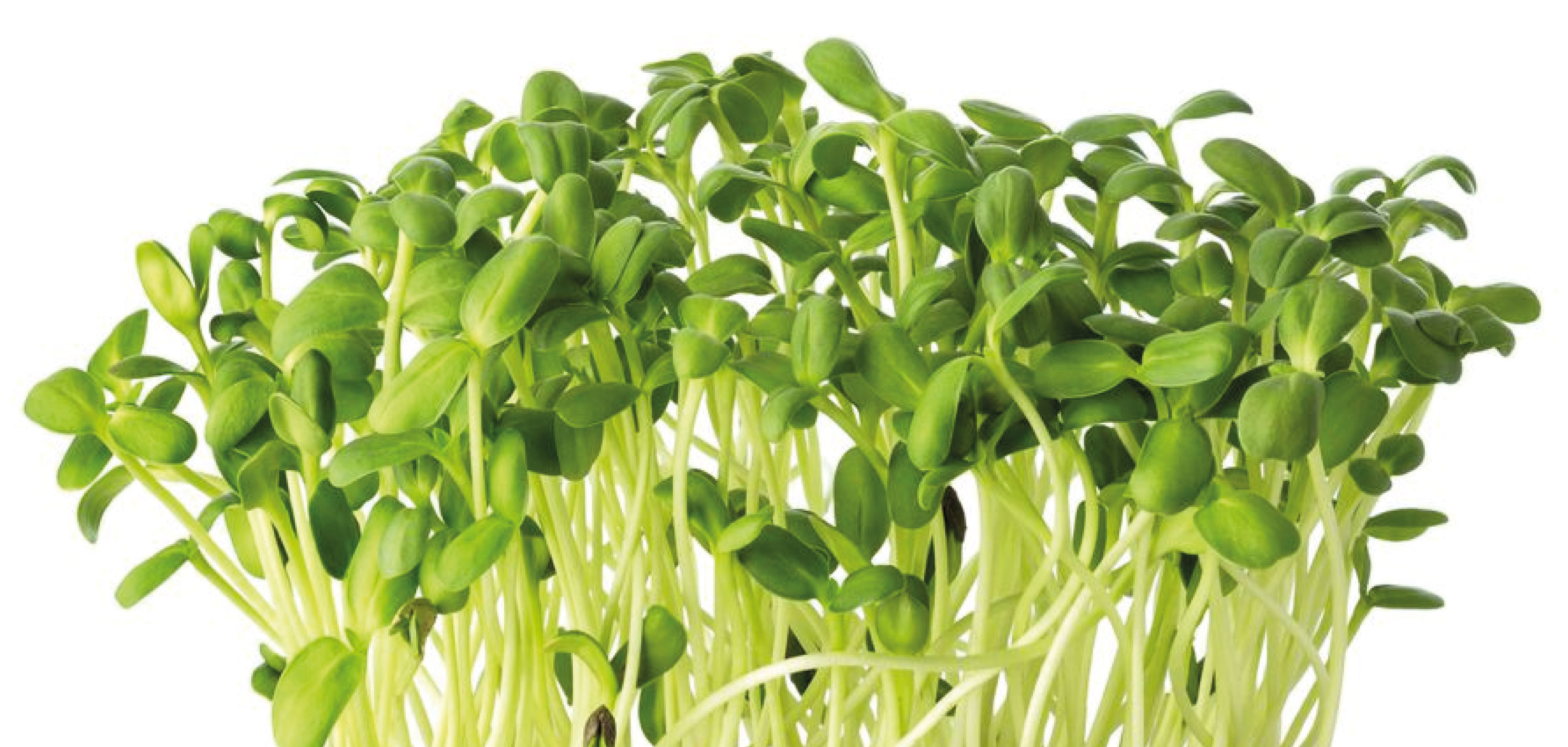 slunecnice-microgreens