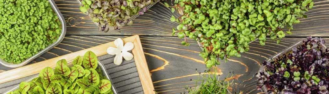 Vypěstované microgreens