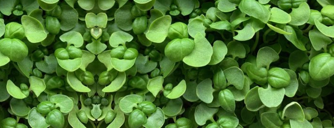 bazalka-zelena-microgreens-listky