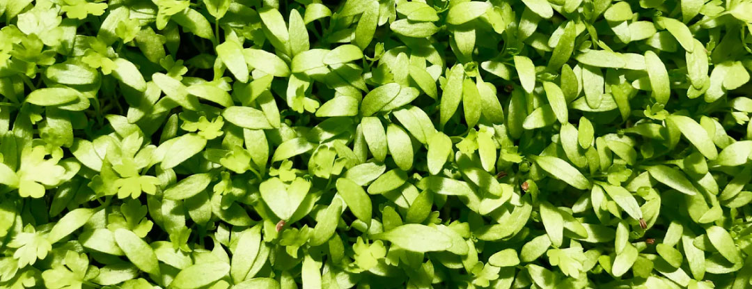 celer-microgreens-listky