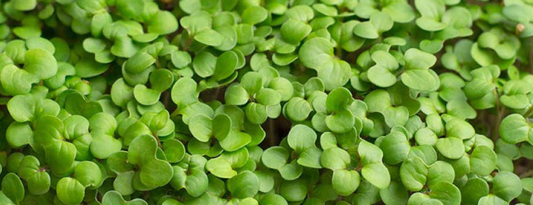 hortice-microgreens