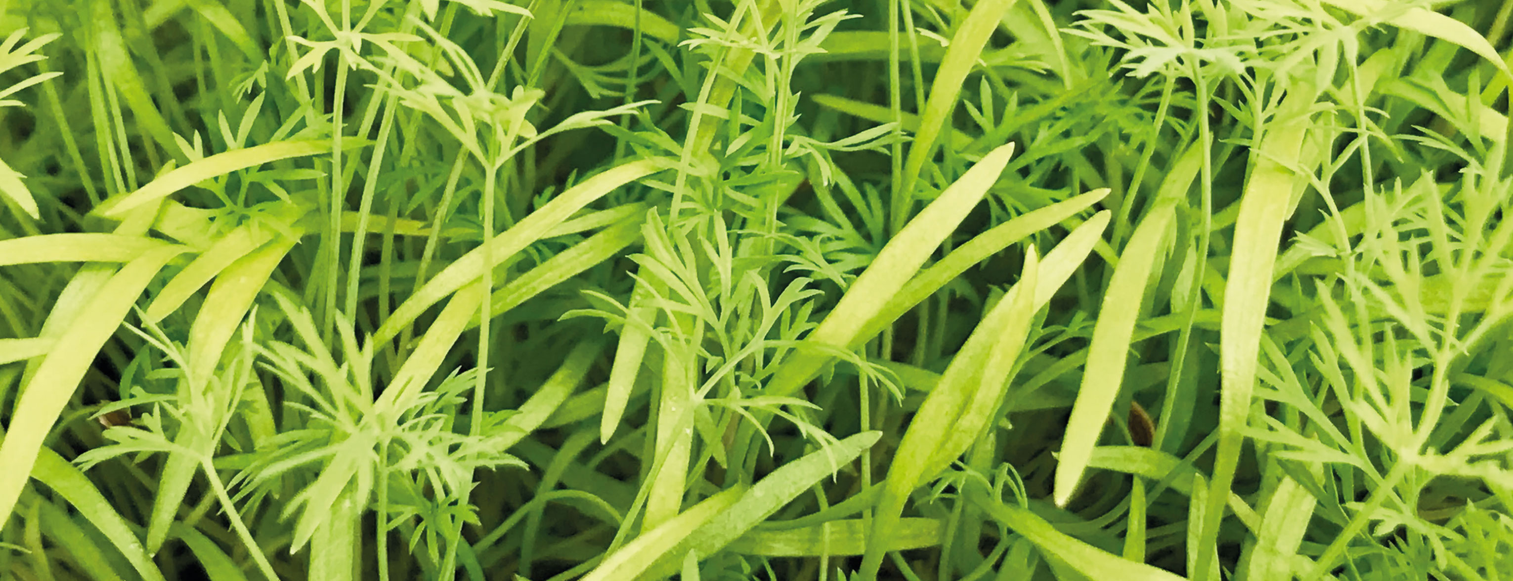 kopr-microgreens