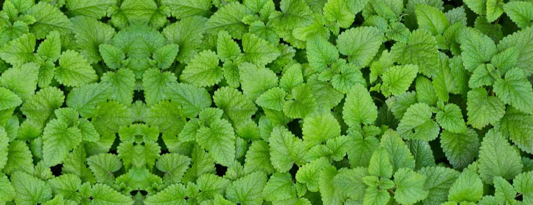 medunka-lekarska-microgreens