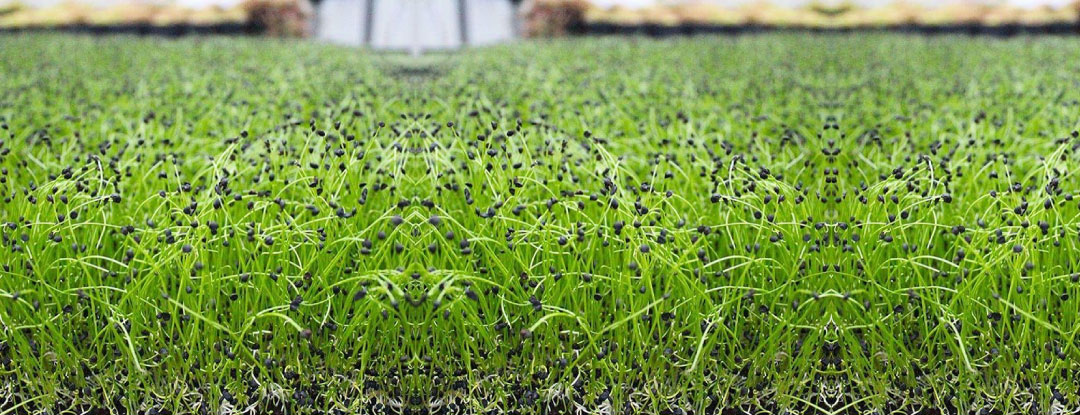 pazitka-cinska-microgreens