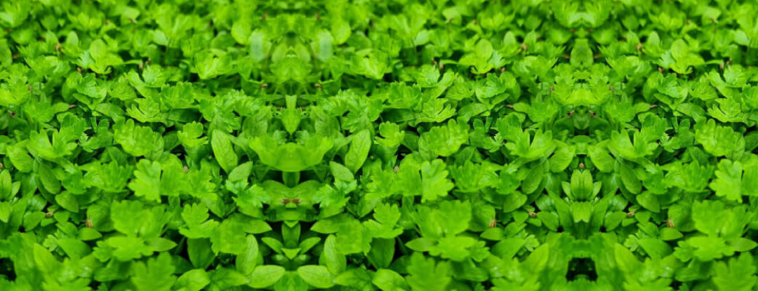 patrzel-microgreens