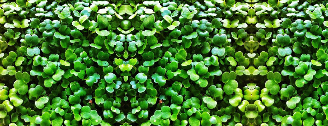 rukola-microgreens