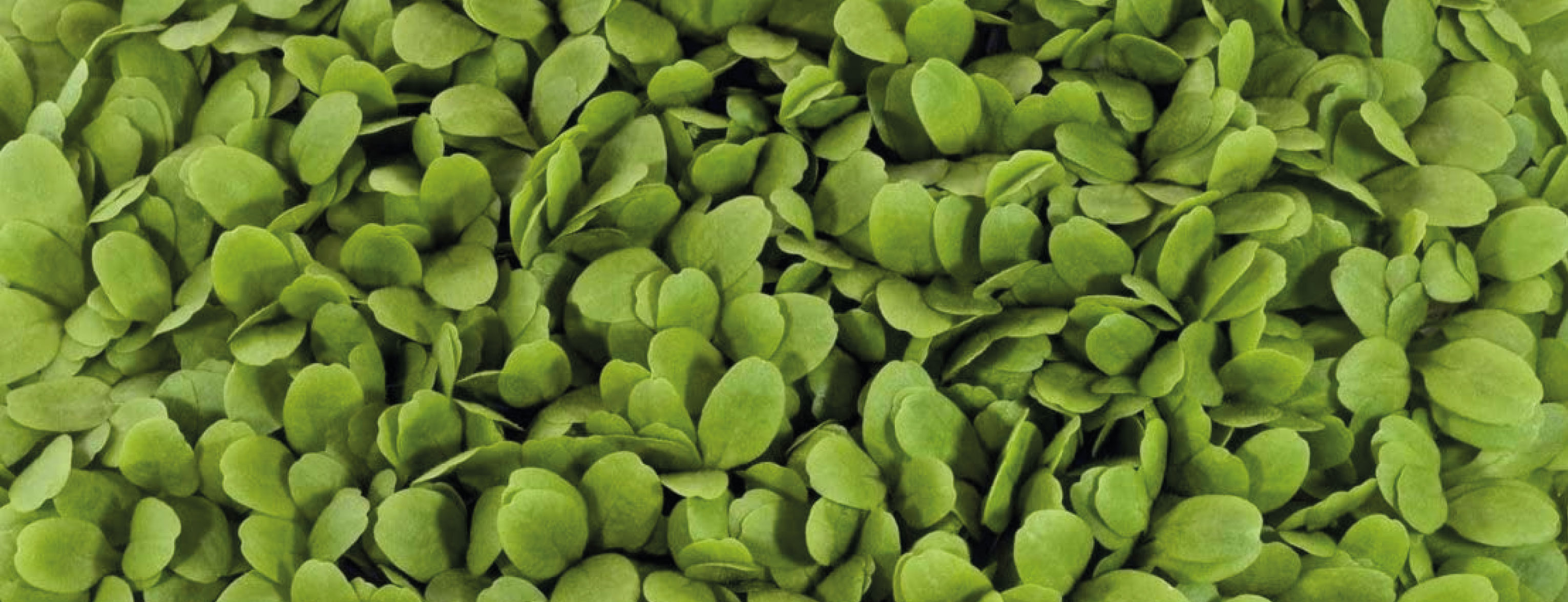 salat-blonde-de-paris-microgreens