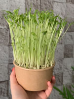 Organická semínka microgreens hrášku v balení bez plastu