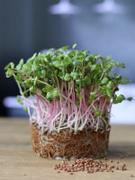 Organická semínka microgreens ředkviček v balení bez plastu