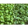 Ecom Image Italian Microgreens Final Comp