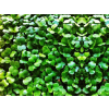 102 rukola microgreens nahled