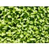 celer microgreens nahled