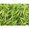 nahled kopr microgreens