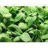 301 2 ecom carouse sunflower leaves basic