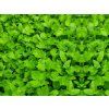 111 patrzel microgreens nahled