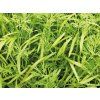 144 nahled kopr microgreens