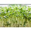 daikon nahled