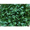 Ecom Carousel Kapusta Microgreens Listky Real Comp