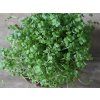 hero brokolice microgreens closeup