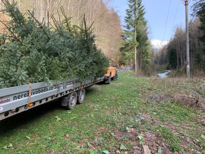 Doprava jehličnanů