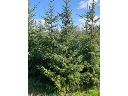 Smrk Omorika -vzrostlý