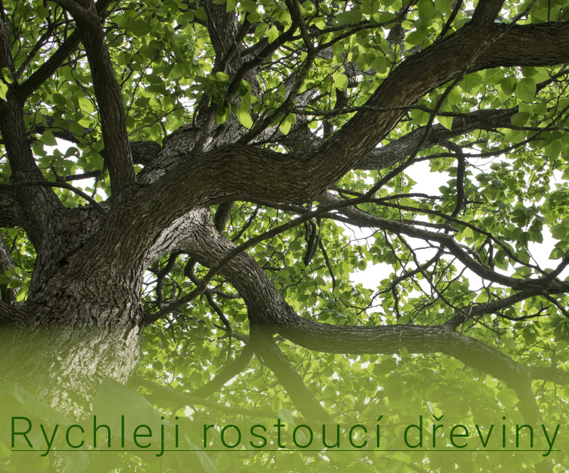 Rychleji rostoucí dřeviny
