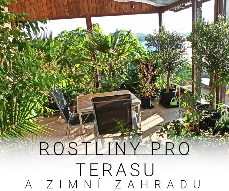 Dřeviny pro terasu a zimní zahradu