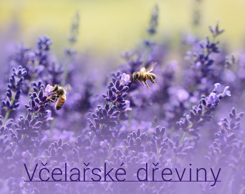 Včelařské dřeviny