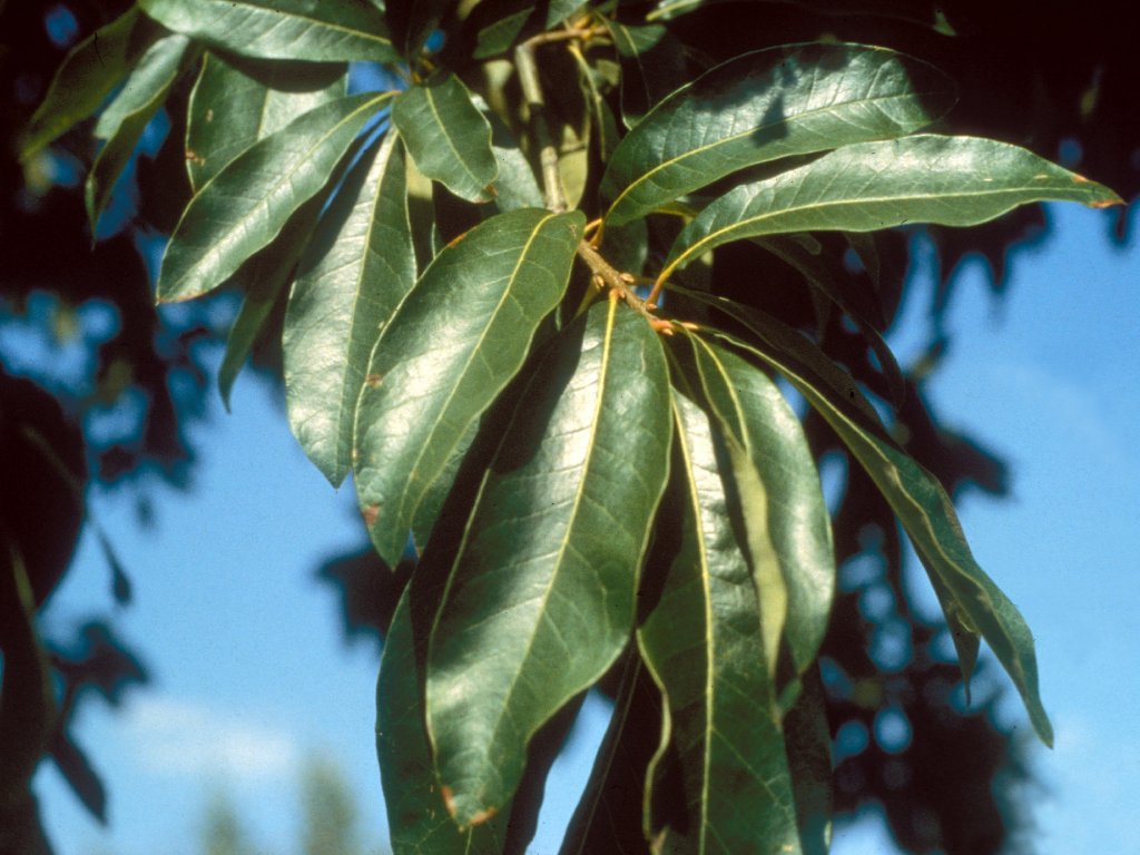 Quercus imbricaria UGA1480398