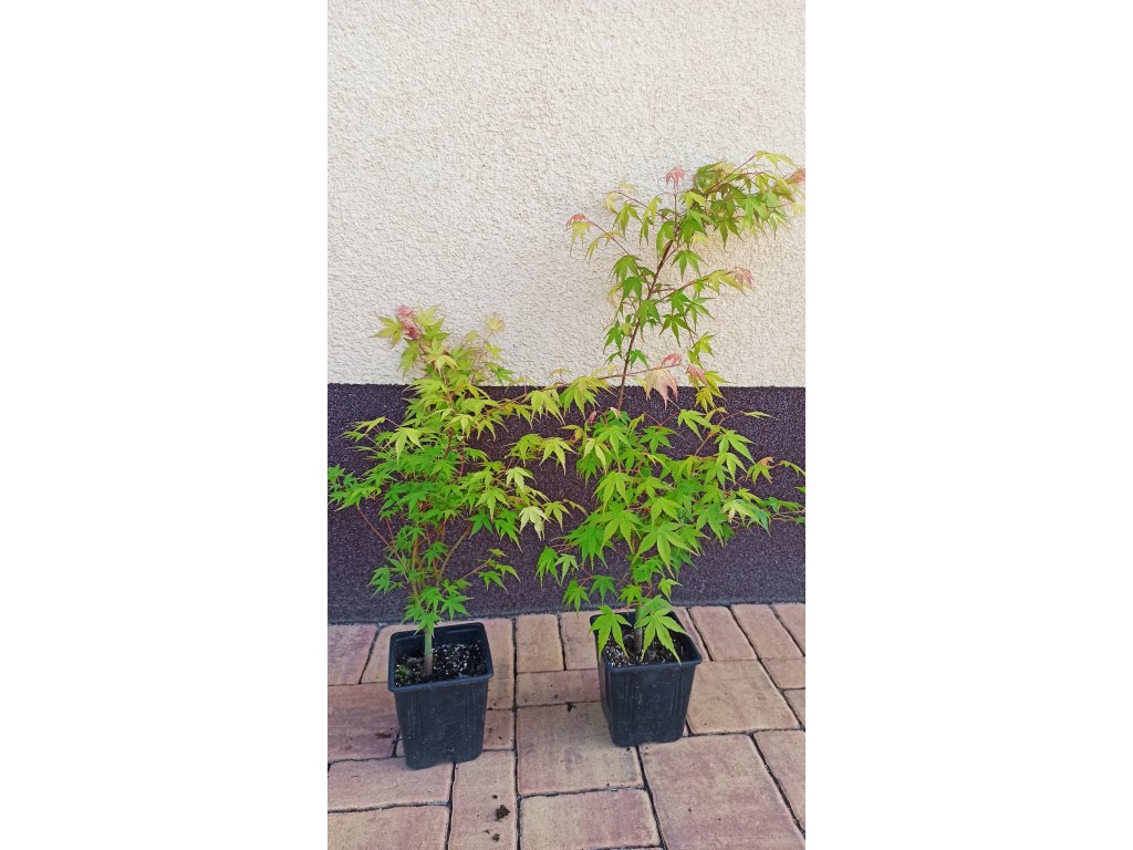 Javor dlanitolistý Katsura (Acer palmatum Katsura) - 40 - 60 cm