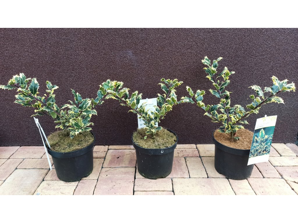 Cesmína ostrolistá Ferox Argentea (Ilex aquifolium Ferox Argentea)