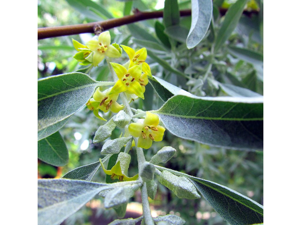 Elaeagnus angustifolia flowers