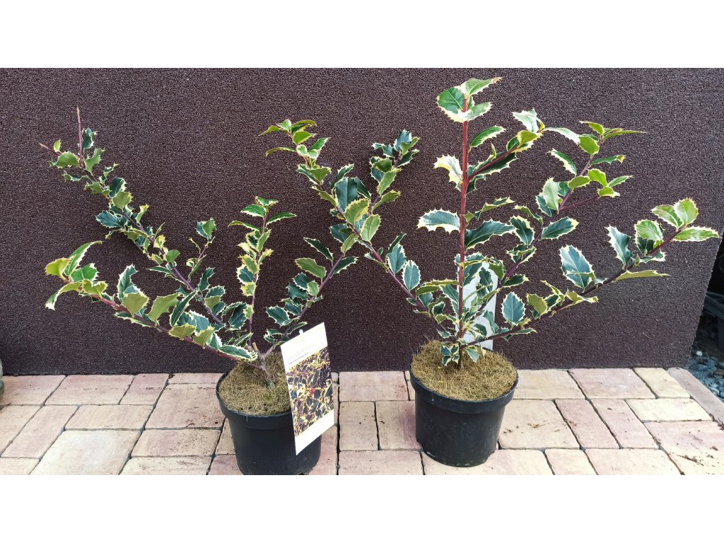 Cesmína ostrolistá panašovaná (Ilex aquifolium Argentea Marginata)