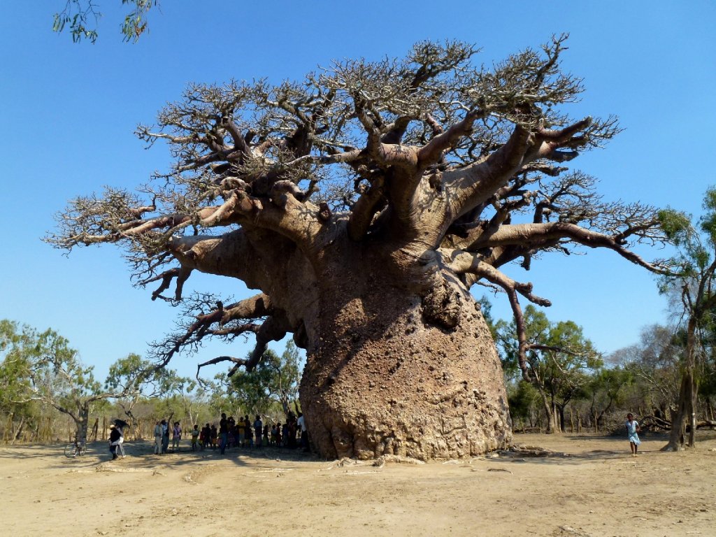 Baobab Andombiry Morombe Madagascar panoramio