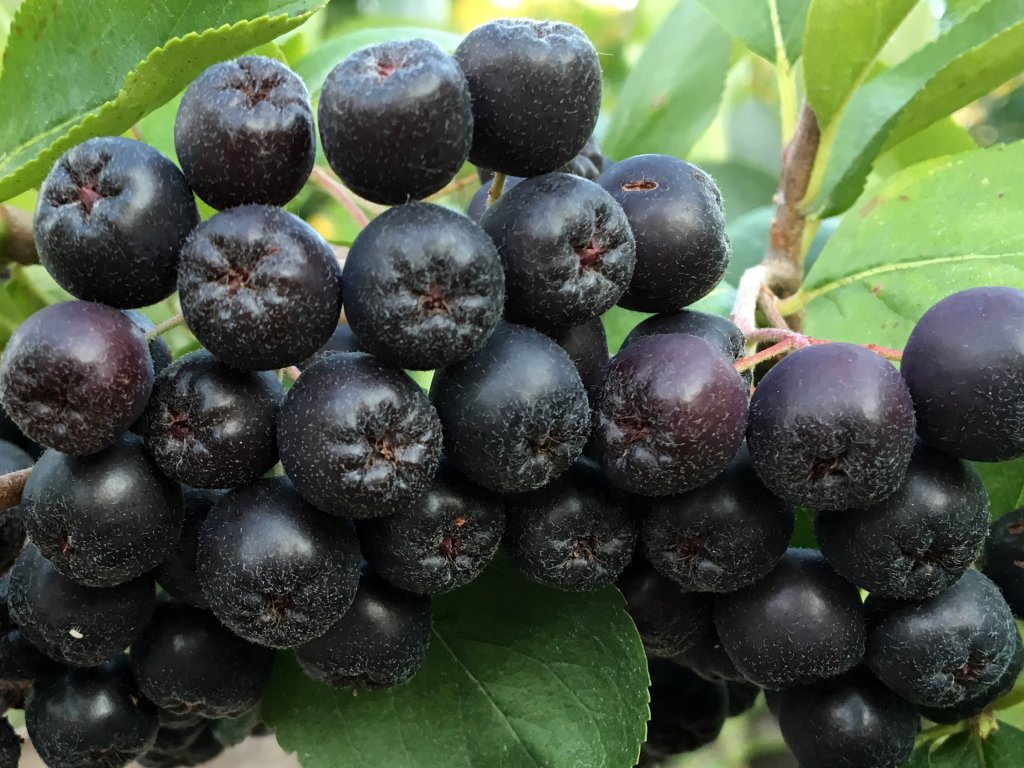 Aronia melanocarpa (Black Chokeberry) (35646568233)