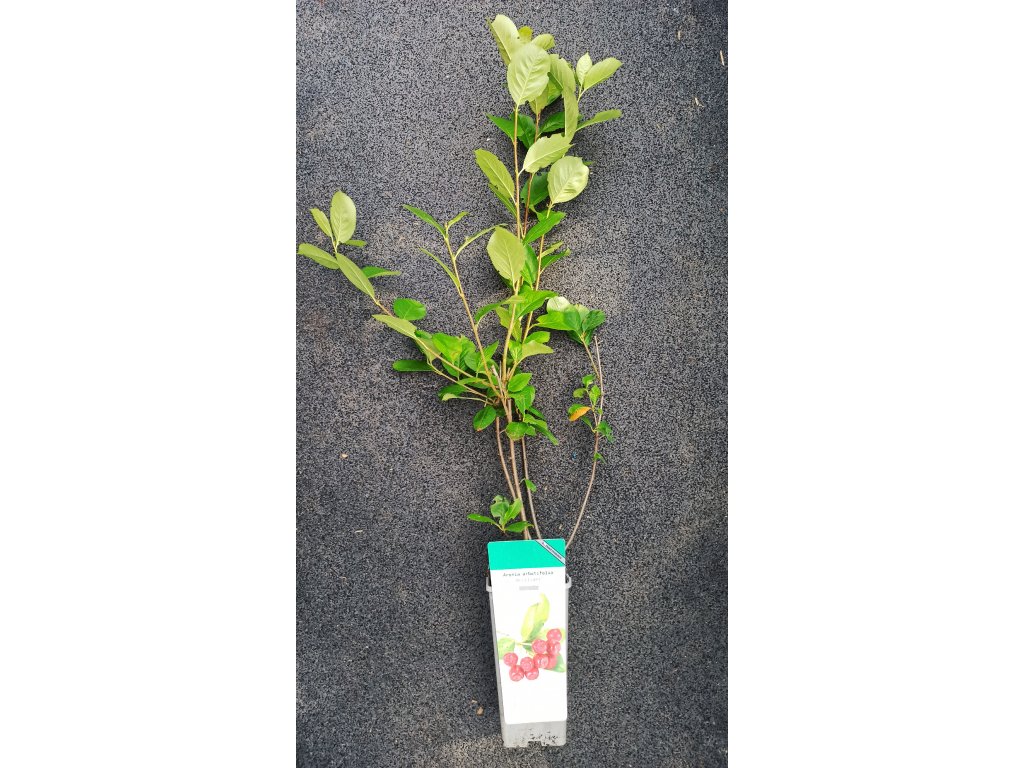 Aronie planikolistá Brilliant (Aronia arbutifolia Brilliant)